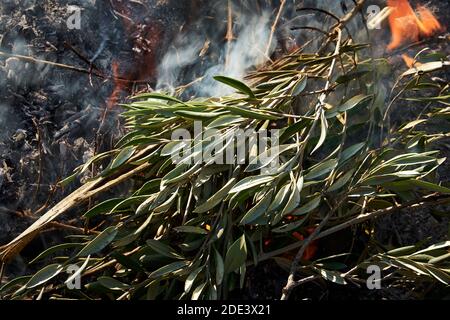 Falò nel cespuglio in una giornata di sole, fuoco, legno, all'aperto Foto Stock