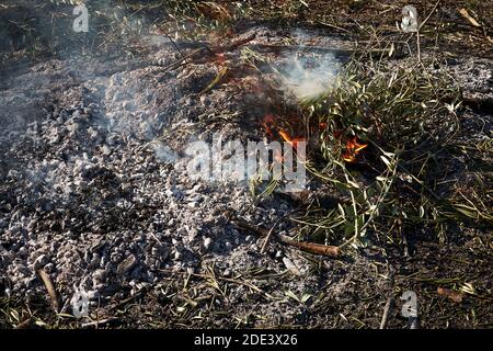 Falò nel cespuglio in una giornata di sole, fuoco, legno, all'aperto Foto Stock