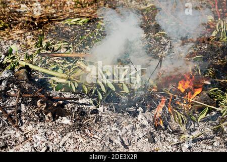 Falò nel cespuglio in una giornata di sole, fuoco, legno, all'aperto Foto Stock