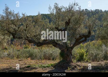 Oliveti ricchi di olive per la raccolta, agricoltura biologica, alberi centenari Foto Stock