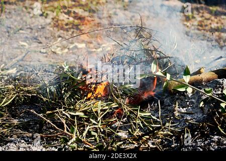 Falò nel cespuglio in una giornata di sole, fuoco, legno, all'aperto Foto Stock