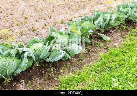 Giovani cavolo verde crescono all'orto Foto Stock