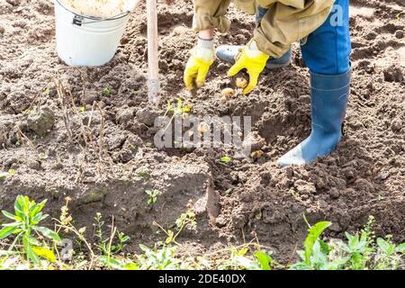 Frammento di gambe scavando terreno con pala vista ravvicinata. Donna scavando il terreno a patate raccolte Foto Stock