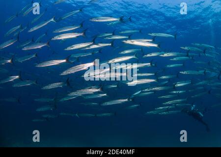 Scuola di Chevron Barracuda (Sphyraena putnamae) in acque blu sopra una barriera corallina tropicale. Foto Stock