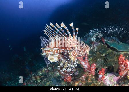 Pesce leone predatorio circondato da pesci tropicali su una barriera corallina In Thailandia (Richelieu Rock)