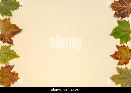Minimo sfondo di composizione autunnale di foglie colorate di acero caduto con spazio di copia per il testo. Concetto autunnale. Foto Stock
