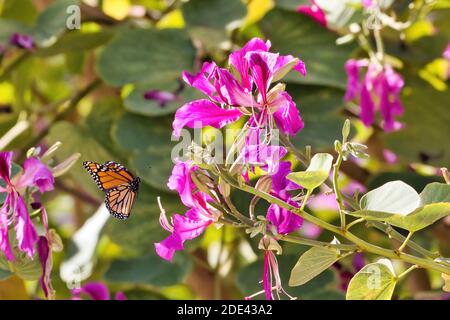 Monarch farfalla atterrando su un fiore viola brillante. Foto Stock