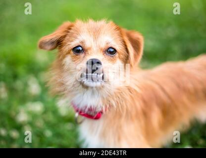 Un cane di razza misto scruffy con un underbite e un floppy orecchie Foto Stock