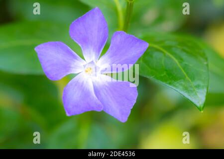 Vinca Major, con i nomi comuni perivinkle bigleaf, perivinkle grande, perivinkle maggiore e perivinkle blu, è una specie di pianta fiorente in Th Foto Stock
