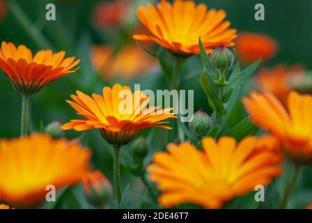 Calendula officinalis fiori d'arancio che crescono in azienda di erbe biologiche Foto Stock