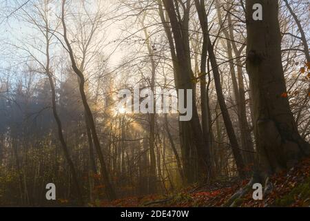 I raggi del sole dorati stanno brillando attraverso una foresta mista in una mattina frizzante in autunno o inverno, paesaggio della natura, fuoco selezionato Foto Stock