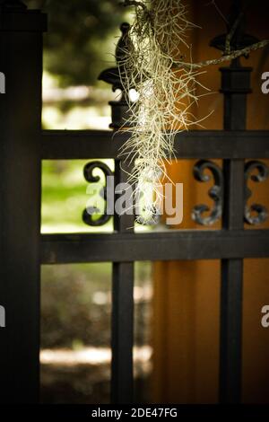 Un fuoco molto acuto di un po' di Moss Spagnolo Appeso da un lembo di albero su uno spagnolo decorativo Cancello giardino in ferro battuto con sfondo bokeh Foto Stock