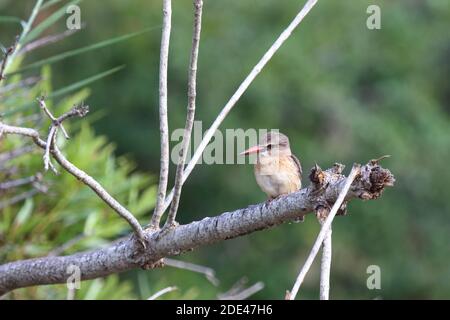 Braunkopfest / Martin pescatore con cappuccio marrone / Halcyon albiventris Foto Stock