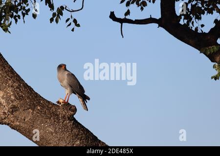 Graubürzel-Singhabicht oder Kleiner Singhabicht / Oscar chanting goshawk / Melierax metabati Foto Stock