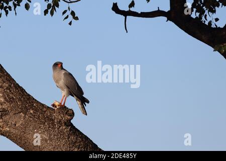 Graubürzel-Singhabicht oder Kleiner Singhabicht / Oscar chanting goshawk / Melierax metabati Foto Stock