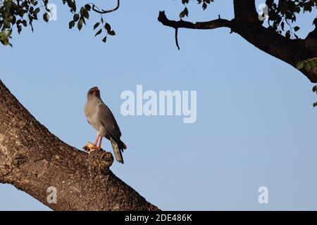 Graubürzel-Singhabicht oder Kleiner Singhabicht / Oscar chanting goshawk / Melierax metabati Foto Stock