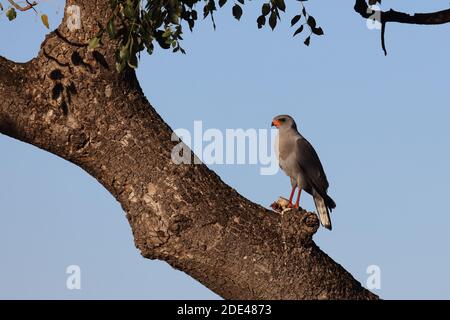 Graubürzel-Singhabicht oder Kleiner Singhabicht / Oscar chanting goshawk / Melierax metabati Foto Stock