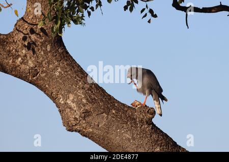 Graubürzel-Singhabicht oder Kleiner Singhabicht / Oscar chanting goshawk / Melierax metabati Foto Stock