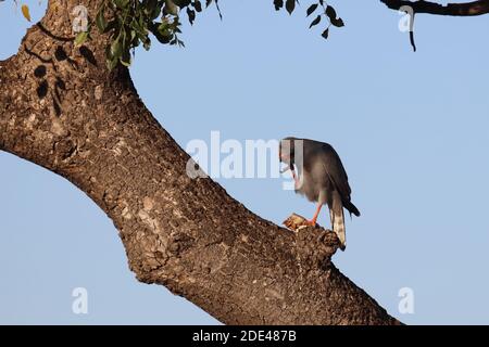 Graubürzel-Singhabicht oder Kleiner Singhabicht / Oscar chanting goshawk / Melierax metabati Foto Stock