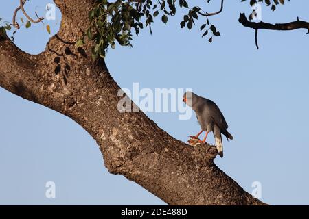 Graubürzel-Singhabicht oder Kleiner Singhabicht / Oscar chanting goshawk / Melierax metabati Foto Stock