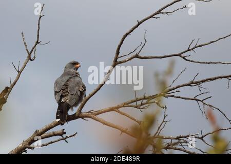 Graubürzel-Singhabicht oder Kleiner Singhabicht / Oscar chanting goshawk / Melierax metabati Foto Stock