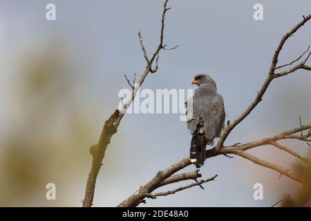 Graubürzel-Singhabicht oder Kleiner Singhabicht / Oscar chanting goshawk / Melierax metabati Foto Stock