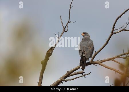 Graubürzel-Singhabicht oder Kleiner Singhabicht / Oscar chanting goshawk / Melierax metabati Foto Stock