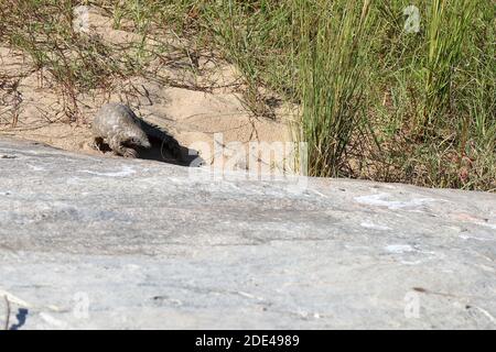Steppenschuppentier / Pangolin terra o pangolin di Capo/ Smutsia temminckii Foto Stock