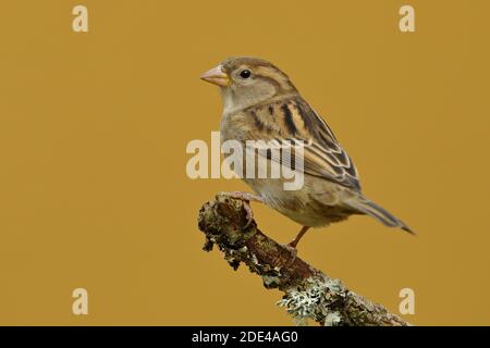 Passera di casa (Passer domesticus), femmina, seduta su un ramo coperto di licheni, Siegerland, Nord Reno-Westfalia, Germania Foto Stock