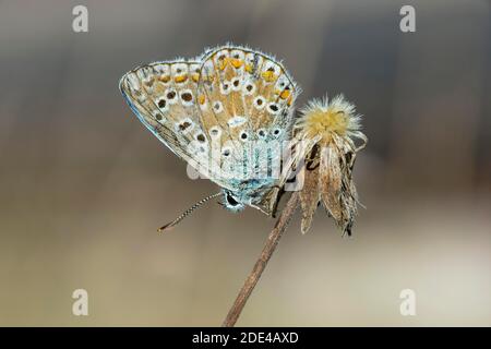 Blu comune (Lycaenidae) (Polyommatus icarus), famiglia alare inferiore, Vallese, Svizzera Foto Stock
