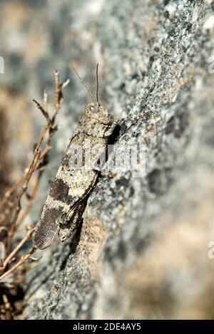 Cavalletta (Oedipoda caerulescens), famiglia di locuste da campo (Acrididae), Vallese, Svizzera Foto Stock