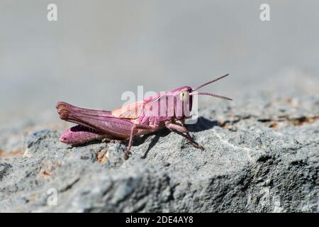 Ninfa di un comune cavallino di campo (Chorthippus brunneus) in variazione di colore rosa (Erythrism), famiglia di locuste di campo (Acristidididae), Vallese Foto Stock