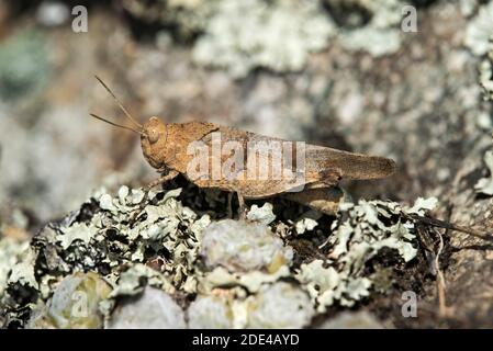 Cavalletta (Oedipoda caerulescens), famiglia di locuste da campo (Acrididae), Vallese, Svizzera Foto Stock