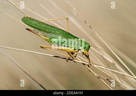 Grande cavallo di fieno verde (Tettigonia viridissima), famiglia di locuste di latifoglie (Tettigonioidea), Vallese, Svizzera Foto Stock
