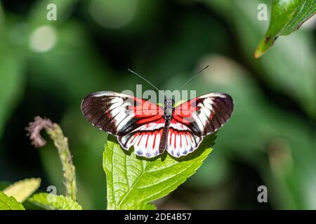 Piano Key Butterfly Heliconius melpomene ed erato la farfalla rossa del postino, il postino comune o semplicemente il postino Foto Stock