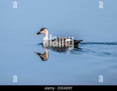 Spot fatturati anatra nuoto sulla superficie di acqua in lago Foto Stock