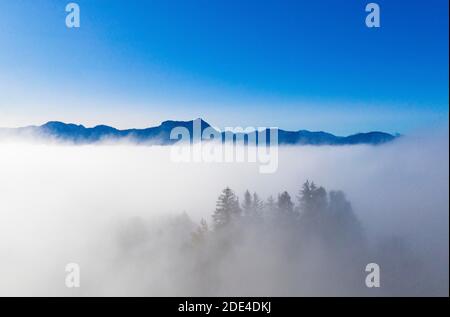 Gruppo di alberi con parete di aquilone e ricci che si innalzano dal mare di nebbia, condizioni atmosferiche di inversione, foto di droni, foto aerea, Mondsee, Mondseeland Foto Stock