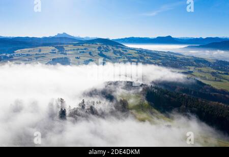 Gruppo di alberi vicino Zell am Moss am Irrsee che si innalza dal mare di nebbia, foto del drone, foto aerea, Mondseeland, colline alpine, Salzkammergut Foto Stock