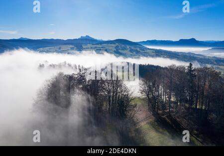 Gruppo di alberi vicino Zell am Moss am Irrsee che si innalza dal mare di nebbia, foto del drone, foto aerea, Mondseeland, colline alpine, Salzkammergut Foto Stock