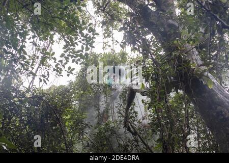 Il collezionista di miele sale un albero nella foresta di mangrovie per raggiungere i pettini di api selvatiche per raccogliere il miele, Mongla, Sundarbans, Bangladesh Foto Stock