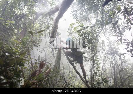 Il collezionista di miele sale un albero nella foresta di mangrovie per raggiungere i pettini di api selvatiche per raccogliere il miele, Mongla, Sundarbans, Bangladesh Foto Stock