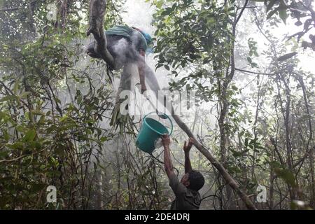 Il collezionista di miele sale un albero nella foresta di mangrovie per raggiungere i pettini di api selvatiche per raccogliere il miele, Mongla, Sundarbans, Bangladesh Foto Stock