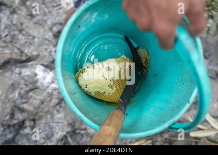 Un pezzo di nido d'ape catturato da api selvatiche in un secchio di plastica, Mongla, Sundarbans, Bangladesh Foto Stock