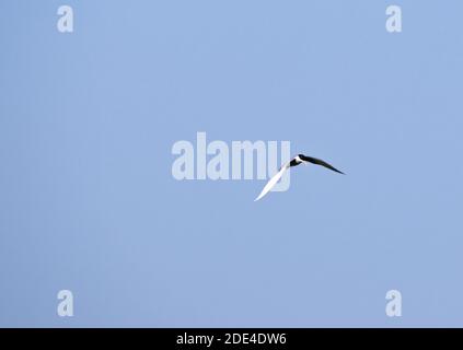 Uccello terno fluviale che vola nel cielo. Foto Stock