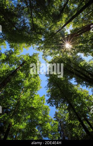 Faggio, faggio rame, Fagus sylvatica, Svizzera Foto Stock