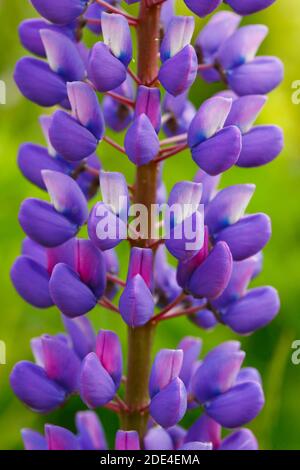 Lupino multilivato, Lupinus polifyllus, Svizzera Foto Stock