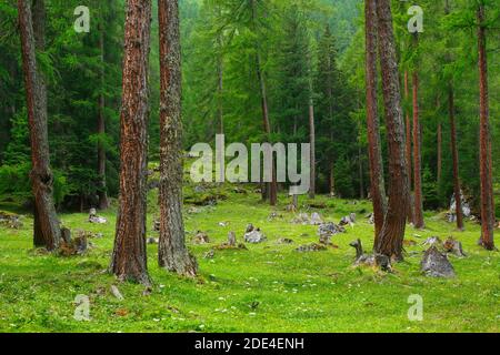 Foreste di conifere in estate, Graubuenden, Svizzera Foto Stock