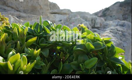 Vegetazione in un porto naturale vicino alla città di Atene Foto Stock