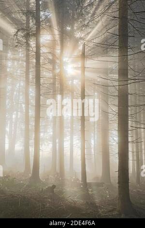 Foresta con cialde di nebbia, Schwyz, Svizzera Foto Stock