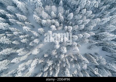 Winterwald, Ratenpass, Canton Zug, Svizzera Foto Stock